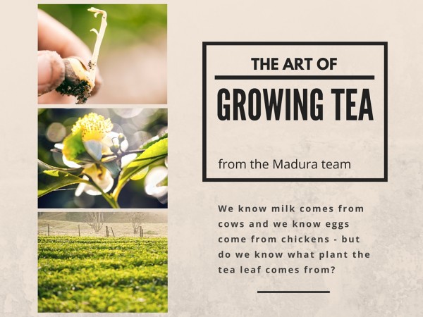 growing tea