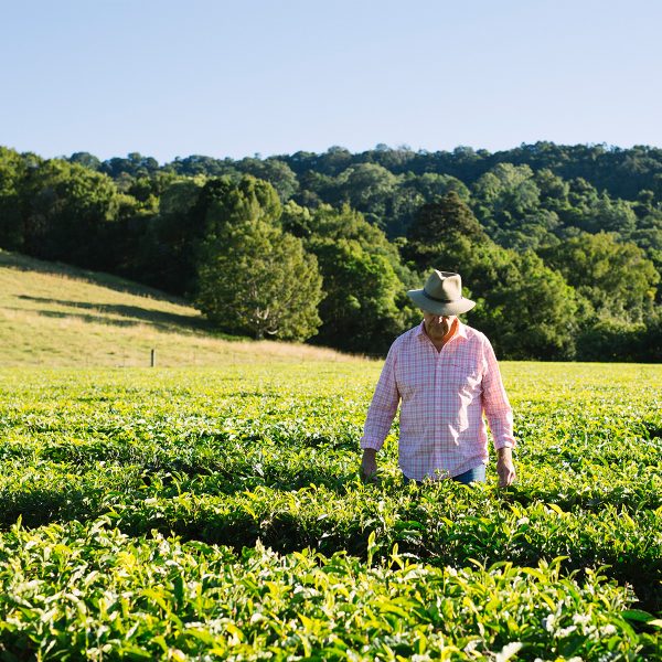 Madura Tea: Brewing Australia's Favourite Tea Since 1978